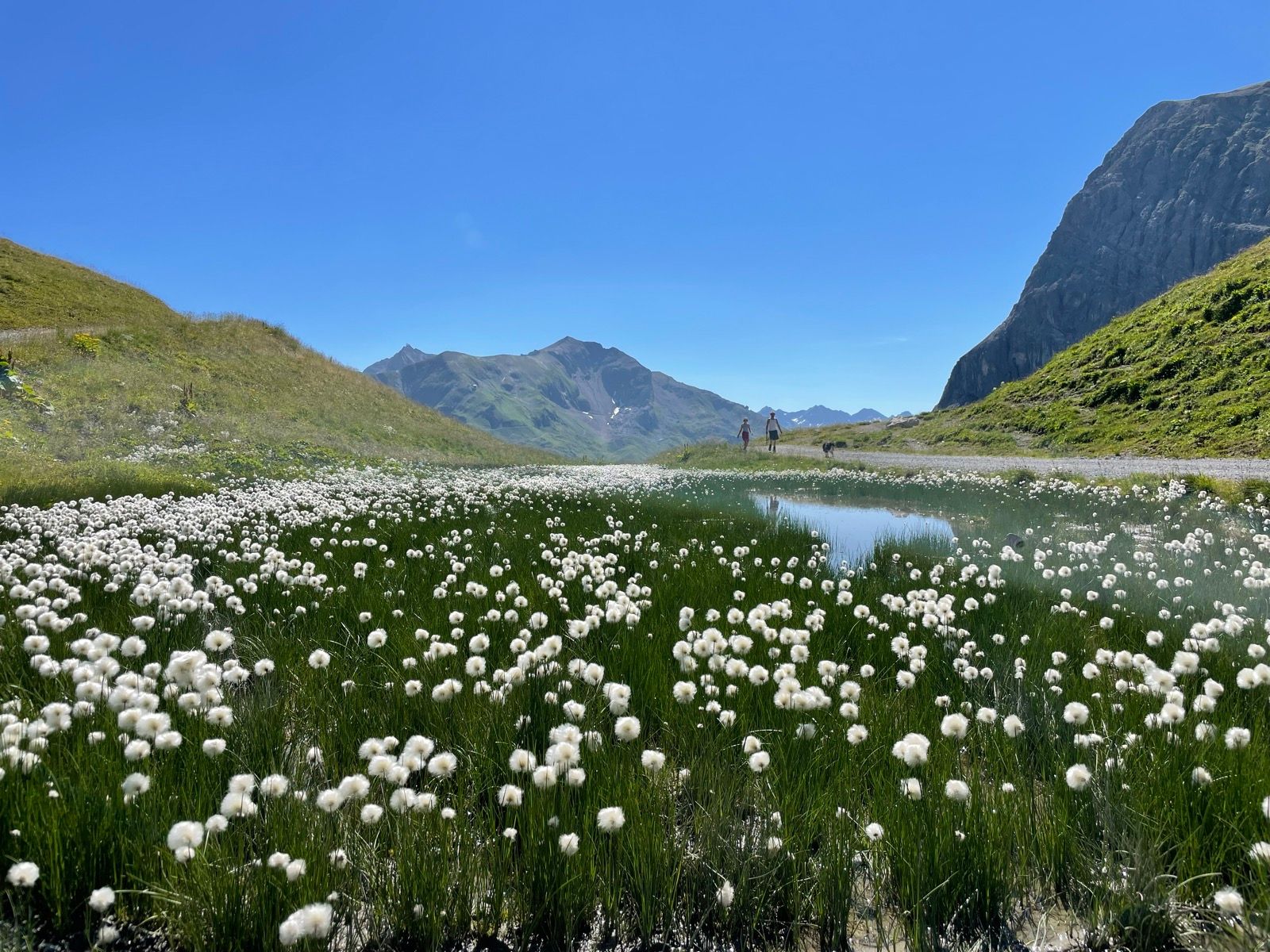 Hochmoor mit Wollgras in der Nähe des Zürser Sees, Vorarlberg